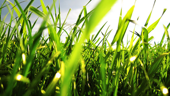 2011-early-summer-5wallpaper-grass
