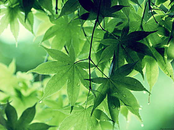 2011-early-summer-5wallpaper-green-leaves
